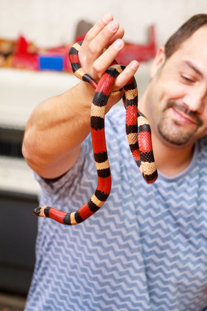 Man holds in hands reptile Milk snake Lampropeltis triangulum Arizona kind of snake.の写真素材