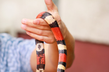 Man holds in hands reptile Milk snake Lampropeltis triangulum Arizona kind of snake.