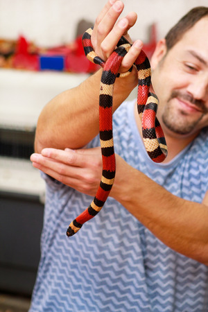 Man holds in hands reptile Milk snake Lampropeltis triangulum Arizona kind of snake.