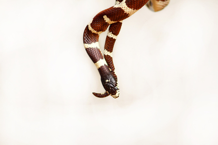 Man holds in hands reptile Milk snake Lampropeltis triangulum Arizona kind of snake.