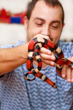 Boy with snakes. Man holds in hands reptile Milk snake Lampropeltis triangulum Arizona kind of...
