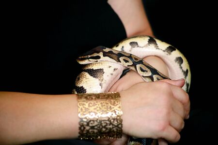 Female hands with Royal Python snakeの写真素材