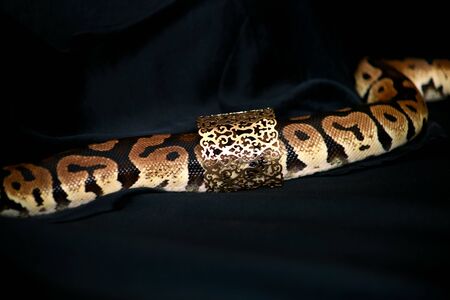 Royal Python snake with female jewelry.