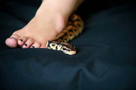 Female leg with Royal Python snake. Ball Python slithering across black cover bed.