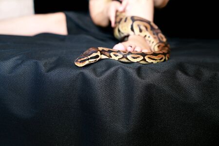Leg with Royal Python snake. Ball Python slithering on female foot and leg.