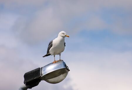Portrait of single seagull.の写真素材