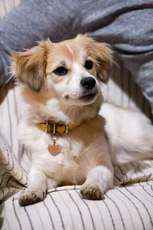 Portrait of sweet little mixed breed dog in next to his owner on bedの写真素材