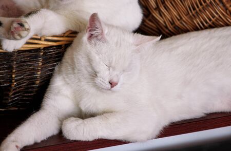 Portrait of lovely white cat at home.の写真素材