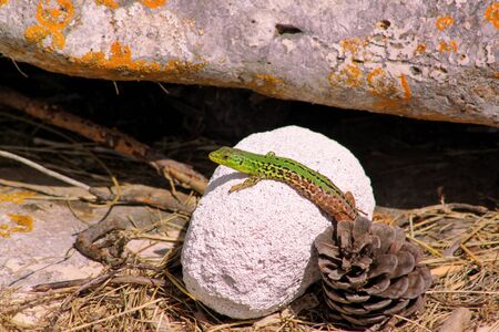 Portrait of small sand lizard sitting on white stone.の写真素材