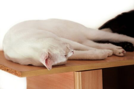 Portrait of lovely cute white cat rest and sleep in room of apartment. Dear sweet female cat enjoy at home on wooden cabinet in comfortably furniture, asleep and feeling happy in morning. Pet concept.の写真素材