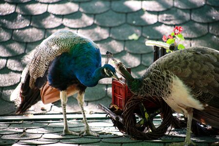 Couple of peacocks. Pair of peacocks in love affair, courting and mating on rooftop, enjoys in nice sunny day. Impressive different kinds of bird. Portrait of male and female peacock of bird species.の写真素材