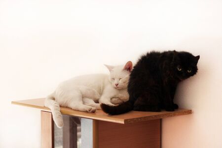 Black and white cats rest and sleep in living room of apartment. Two dear sweet female cats enjoy at home on wooden cabinet in comfortably furniture, asleep and feeling happy in morning. Pet concept.の写真素材