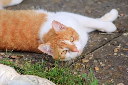 Portrait of cute and sweet domestic multicolored playful cat enjoying in fun and game, resting in beautiful garden on nice day and nature environment with green vegetation. Happy cat and life of pet.の写真素材