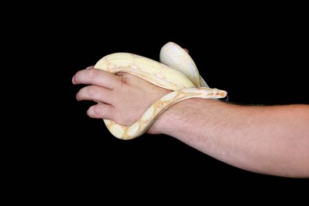 Boy and male hand with snake. Man holds Boa constrictor albino snake in hand. Exotic tropical cold...