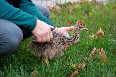 Portrait of little an african ostrich chick in male hands at ostrich farm. Man holds cute ostrich chicken of 5 days old in green grass at zoo. Small young ostrich bird explores natural environment.の写真素材