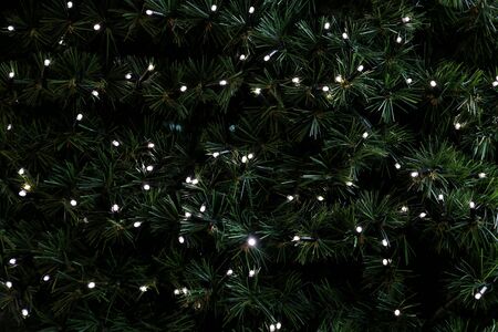 Traditional Christmas flashing lights hanging on green twigs tree of pine as decorated background. Fir tree branches with string rice lights bulbs. Ornaments to christmas celebration, holiday scene.の写真素材