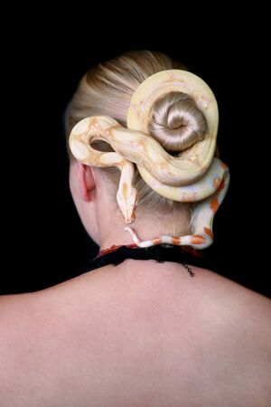 Snake on female head. Non poisonous Boa constrictor albino species of snake slithering and crawls over her hair and wraps herself around tuft hair of woman blonde hairstyle as decoration on her head.の写真素材