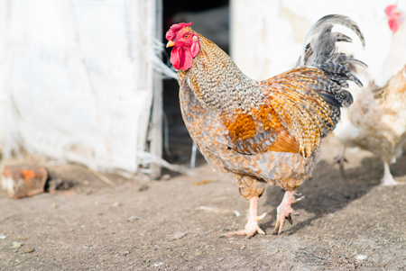 Rooster on the streetの写真素材