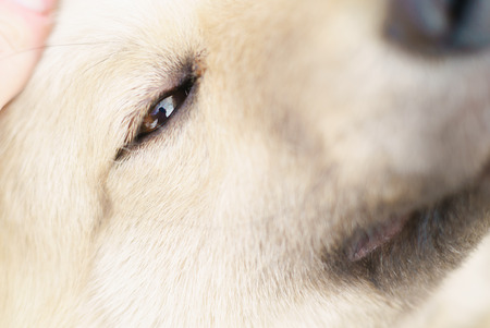 A tired man is stroking the dogの写真素材