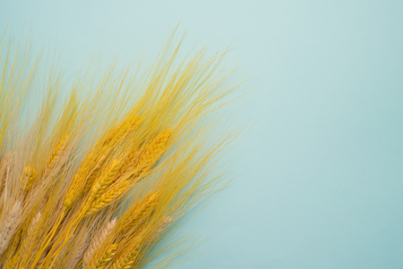 Orange spikelets on orange background. Colored spikelets