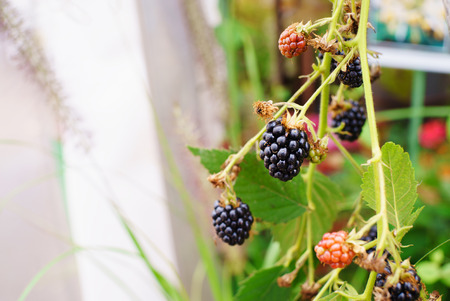 Black raspberry on a branchの写真素材