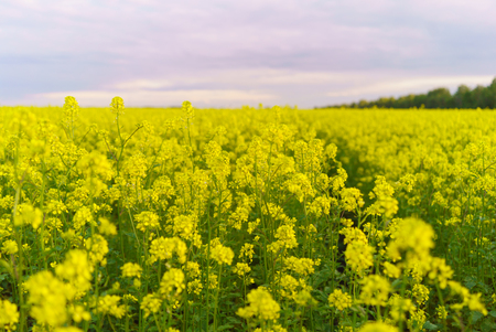 Mustard field in summer in cloudy weatherの写真素材