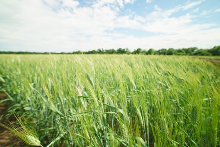 field winter wheat greenの写真素材
