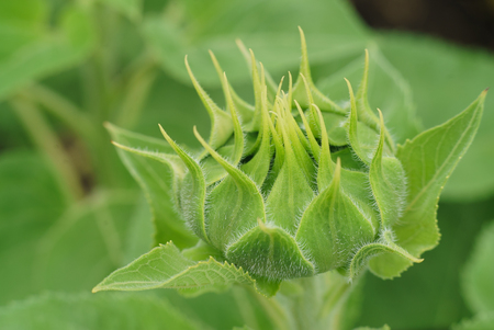 sunflower green phase asterisks close-up macro summerの写真素材