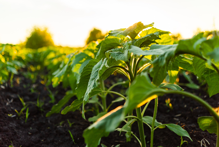 Green field of sunflower, white clouds in the blue sky and beautiful sunriseの写真素材