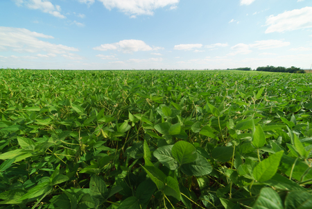 Soybean bloom at sunset close up. Agricultural soy plantation background.の写真素材