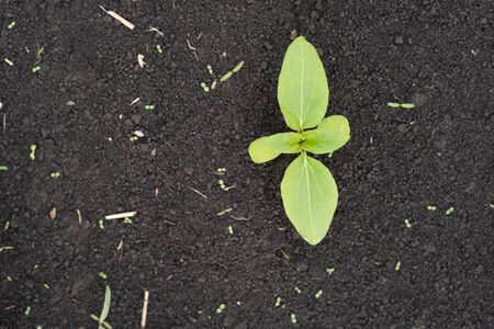 Farmer field with small young sprouts of sunflower