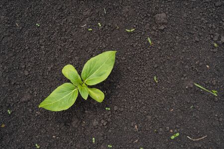 Sunflower seedling green small grew from ground on field
