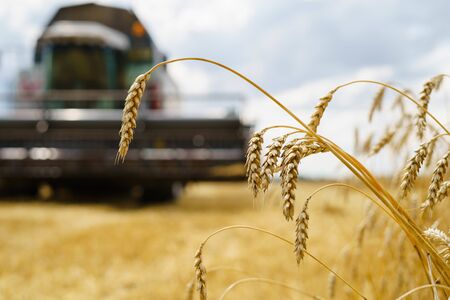 Combine harvester harvests ripe wheat. agriculture tractorの写真素材