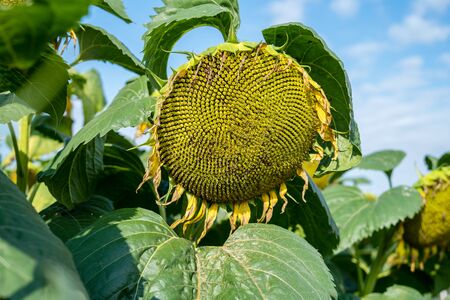 Sunflower after flowering on the field bigの写真素材