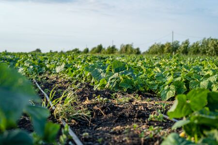 Field growth cucumber greens healthy nutrition sprouts