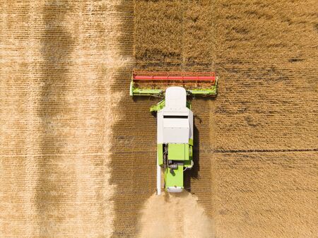 Harvesting of wheat in summer. Combine harvester agricultural machine collecting golden ripe wheat...