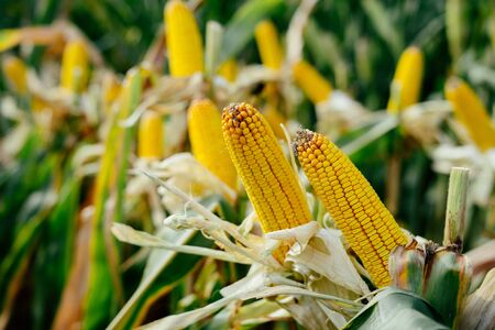 Printed yellow lot Corn cobs in the fieldの写真素材