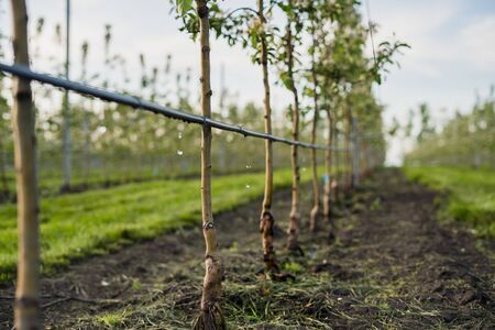 Using drip irrigation in a young apple tree gardenの写真素材