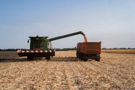 Harvesting ripe dry corn in the field with a green harvesterの写真素材