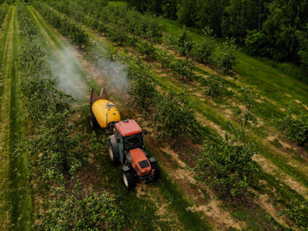 A red tractor sprays pesticides in an Apple orchard. Spraying an apple tree with a tractor