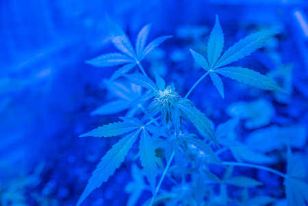 cannabis hemp bush in acid blueの写真素材