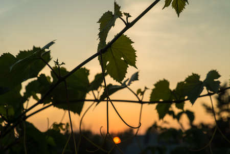 vine and leaves on a sunset background in the eveningの写真素材