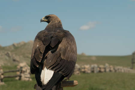 eagle bird falconry sitting on a pole