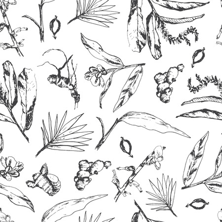 Seamless pattern with herbs and spices. Herbal black and white design with cardamom ginger, alpinia, curcuma plantsのイラスト素材
