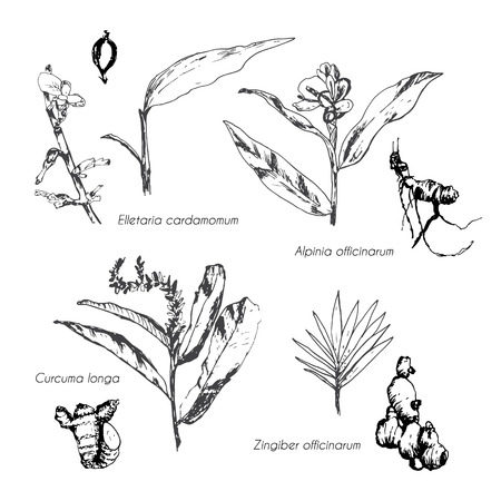 Spices and herbs: cardamom, ginger, alpinia, curcuma. Hand drawn set of culinary herbs. Spice sketch with Latin names.のイラスト素材