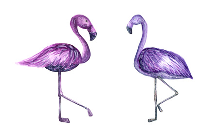 Set of bright violet and purple flamingos. Modern watercolorの写真素材