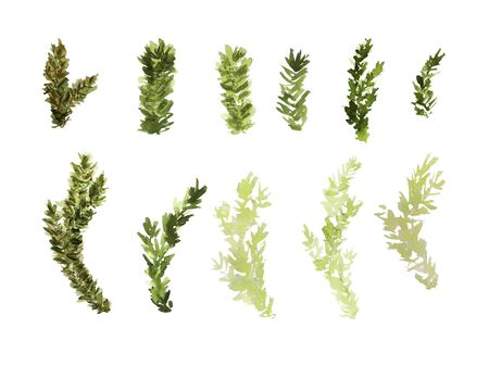Watercolor collection of fir branches. Green and light green colorsの写真素材