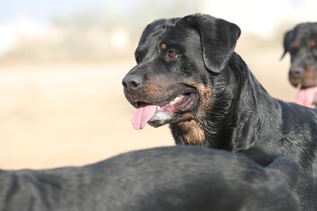 rottweiler dogの写真素材