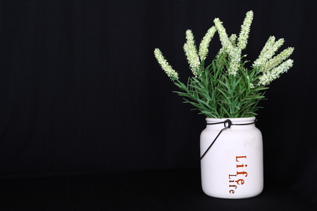 flower plant potの写真素材
