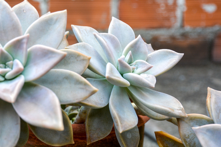 Parasite Graptopetalum (Ghost Plant) is a species of succulent plant in the jade plant family, Crassulaceae, that is native to Tamaulipas, Mexico.の写真素材